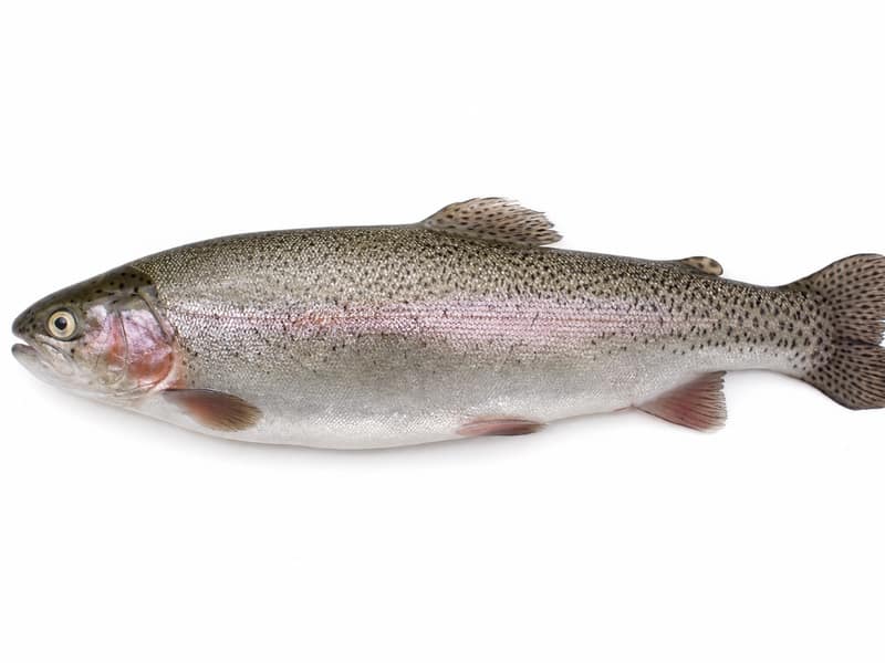 Pstrąg – białko 20g, kalorie 119 kcal, węglowodany i tłuszcz na 100g | zdrowe odżywianie